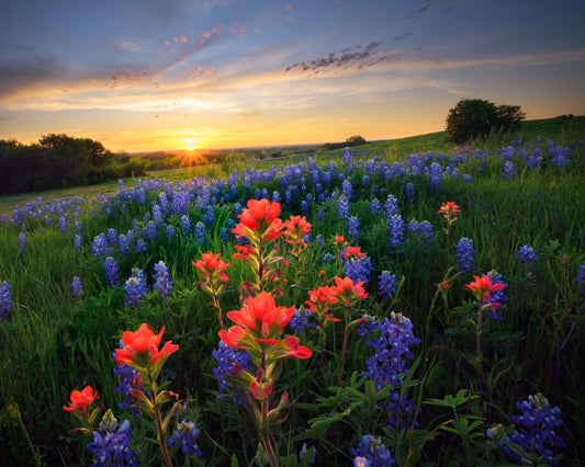 Field Notes: Indian Paintbrush