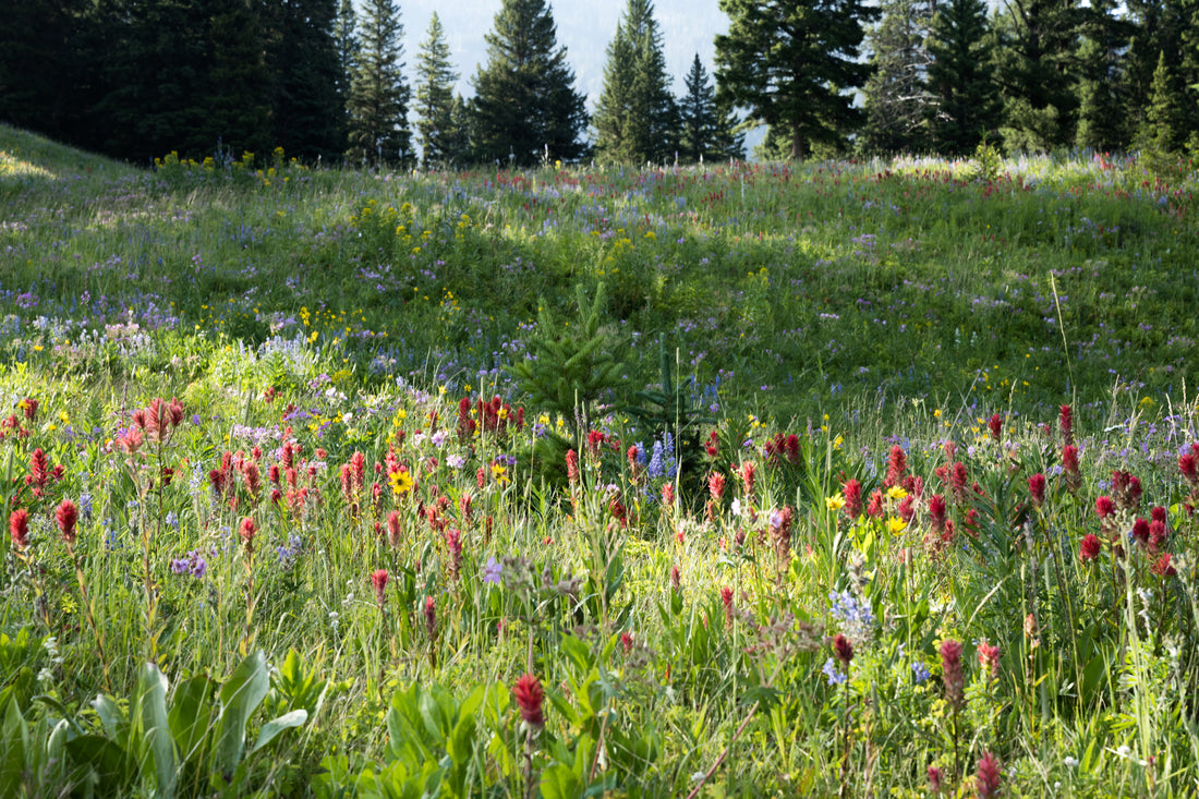 Field Notes: A Meadow in a Skein