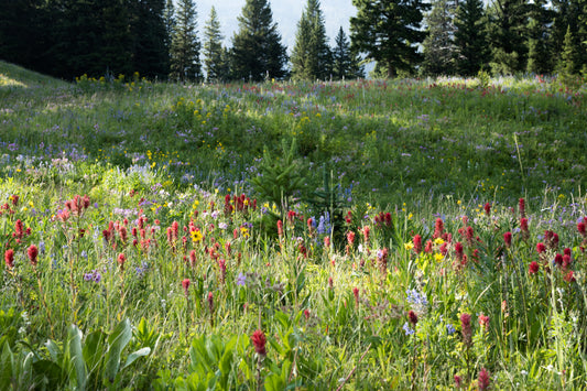 Field Notes: A Meadow in a Skein